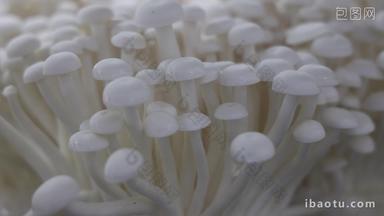 食用菌蘑菇白玉菇种植特写实拍